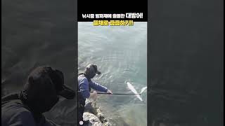 방파제에 출몰한 자연산 대방어 낚시 fishing 바다 통영 곤리도 [upl. by Knox]