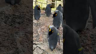 Cotswold road trip  Day 2 Birdlandtravel shortvideo birdsbirdlandcotswoldvillages [upl. by Niel]