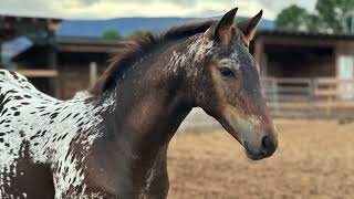 2024 Knabstrupper x Tb Colt [upl. by Reuben]