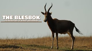 The Blesbok Bontebok  Everything you need to know about Blesbok [upl. by Osana730]