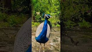 Peacock 🦚 peacock nature birds onfacts facts mor viralshort [upl. by Nnyleve740]