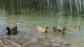 ✨Lake day 🌊✨🐟🦆 [upl. by Lynnell585]