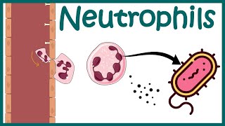 Neutrophil and its role in immunity Neutrophil in antibacterial immunity Functions of neutrophils [upl. by Liw]