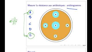 antibiotiques 16  antibiogramme [upl. by Esined383]