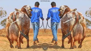 Highest Milking Gir Cow Breed ll Brazilian Gyr Cows ll Indian Gir Cows [upl. by Ofilia232]