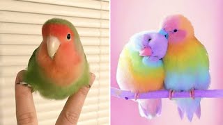 Smart And Funny Parrots Parrot Talking Videos Compilation 2023  Cute Birds 29 [upl. by Silver877]