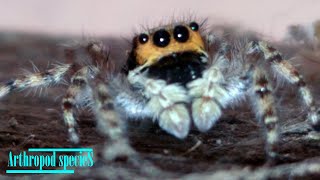 Arachnida Species  Cute Jumping Spider Species 26 [upl. by Shushan525]