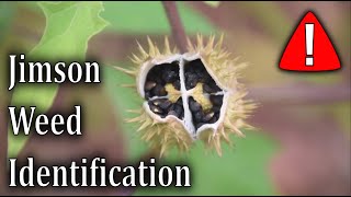 How To Identify Jimson Weed  Datura Stramonium [upl. by Bald]