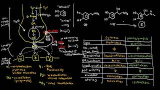 PHARMACOLOGY 27a  Catecholamines and Adrenergic Receptors [upl. by Ahsienad]