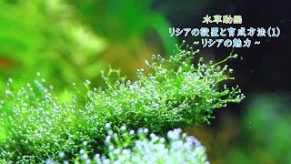 10リシアの設置と育成方法1 ～リシアの魅力～Growth method of Riccia fluitans [upl. by Hisbe]