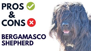 Bergamasco shepherd Pros and Cons  Bergamasco shepherd Advantages and Disadvantages AnimalPlatoon [upl. by Nilyak]