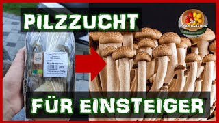 Austernpilze auf Karton züchten Teil 1  Pilzzucht für Einsteiger [upl. by Anitsirhk]