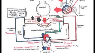 Pulmonary Vascular Physiology Pressure and Hypertension [upl. by Lydell]