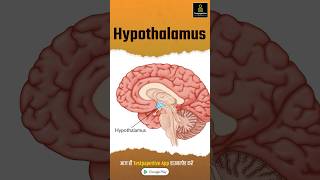 Hypothalamus  Anatomy  Structure  Function  preview hypothalamus anatomy testpaperlive [upl. by Appleton]