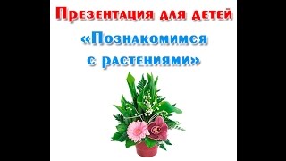 quotПознакомимся с растениямиquot презентация для детей [upl. by Somisareg]