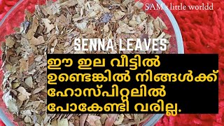 Health benefits of senna leavesSunnamakki 1Side effects of senna സുന്നാമക്കി SAMs little worldd [upl. by Dun]