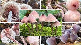 Großer Bluthelmling essbar Verwechslung  Bluthelmling Mycena haematopus [upl. by Heinrich]