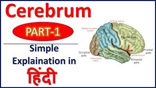 Cerebrum PART 1 simple explaination in Hindi  Bhushan Science [upl. by Ermey]