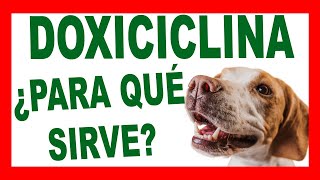 DOXICICLINA PARA PERROS El Antibiótico Que Tu Mascota Podría Necesitar [upl. by Carrick]