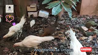 Ang Manok sa Umaga June 2024 [upl. by Siol76]