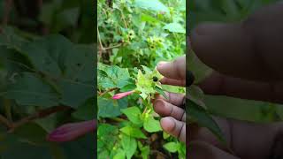 4 Oclock Plant  mirabilis jalapa seeds calecting 🫛🫛🏵️ [upl. by Ailaza302]