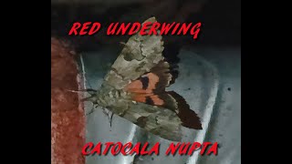 Red underwing [upl. by Astrea219]