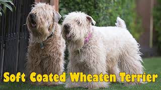 Podcast 155 Soft Coated Wheaten Terrier History  The Irish poor man’s dog [upl. by Abixah]