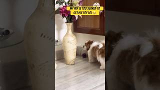 Shih tzu puppy barking scaredpuppy funnydogs shihtzupuppie shihtzu puppyvideos barking y [upl. by Mayor585]