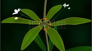 Rubiaceae  Vegetative Parts of Plants Tamil [upl. by Suneya802]