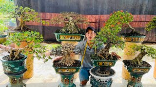 Quan bonsai 0976129153 chào bán 44 Linh Sam Mai Chiếu Thủy Nguyệt Trang Ổi Me Quýt [upl. by Sammie43]