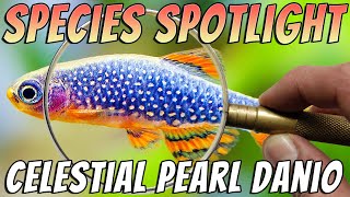 Celestial Pearl Danios Danio margaritatus Freshwater Nano Aquarium Fish Profile amp Care Guide [upl. by Ecirbaf219]