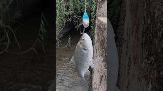 Comodo Spiner lure testing success 🎣😍😍fishingvideo [upl. by Krutz40]