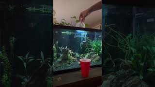 Adding Neon Tetras Pt2 aquarium plantedtank capcut aquascape [upl. by Alyakcm]