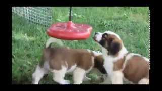 Saint Bernard Puppies For Sale [upl. by Anaugahs]