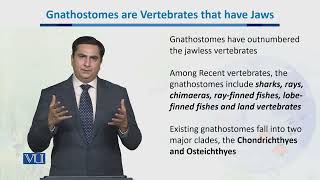 Gnathostomes Vertebrates that have jaws  Biodiversity amp EvolutionII  BT201Topic054 [upl. by Etka]