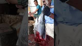 tuna fish ♤ bigfish redmeat cuttingvideo [upl. by Nonahs842]