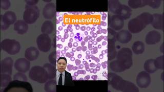 Conoce a los neutrófilos ATLAS de hematología [upl. by Gilmour]