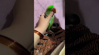 Mithu ki Batain 🦜😍 parrot parrottalking parrotlover birds ytshorts mithutota petbird [upl. by Zared643]