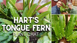 💚 Harts Tongue Fern Plant Chat 💚 [upl. by Arriec511]