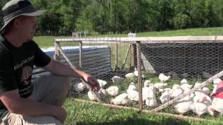 How to raise Meat Chickens [upl. by Tedda]