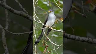 Yellow billed Cuckoo wildlifebirding wildbirdlife birdslover [upl. by Anirehc]