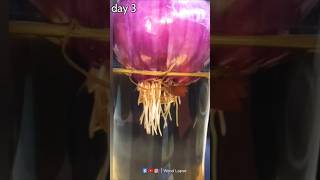 Growing Onion Time Lapse 😱  shorts timelapse growingplants lapse [upl. by Melisse]