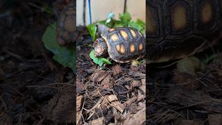 Redfoot Tortoise at Redfoot Dreams tortoise reptiles petreptile [upl. by Ydisac129]