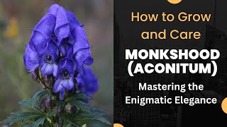 Mastering the Enigmatic Elegance How to Grow and Care for Monkshood Aconitum [upl. by Lauritz126]