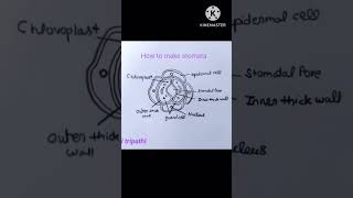 Stomata easy drawing easydrawing class10 boardexam drawing easy shorts [upl. by Scheld]