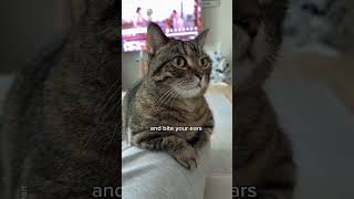 Every time I see my cat😍 shorts cat funny [upl. by Armalda]