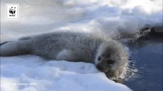 Seal Pup Eating Snow [upl. by Llertnauq]