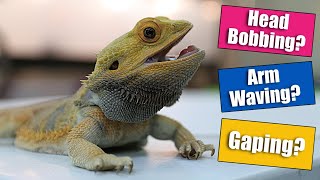 Bearded Dragon Behaviors Explained [upl. by Sasnak874]