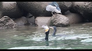 1130127 The great cormorants competing for fish at LongLife bridge [upl. by Davies]