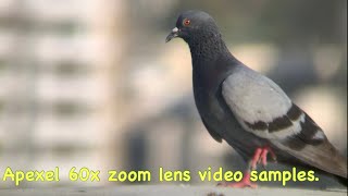 Apexel 60x zoom telephoto mobile lens video samples [upl. by Thatch859]